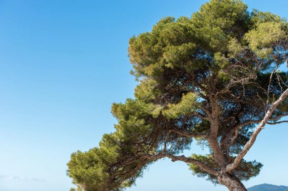 Acrobate élagage Rive-de-Gier - Spécialiste pour le traitement phytosanitaire d’arbre exotique malade